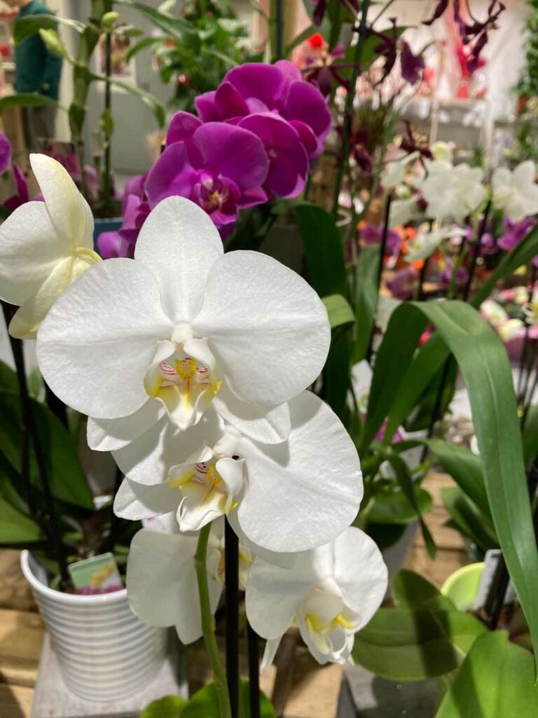 Phalaenopsis en pot toujours fleurs albi